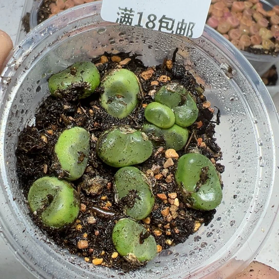 【闪购商品】436。