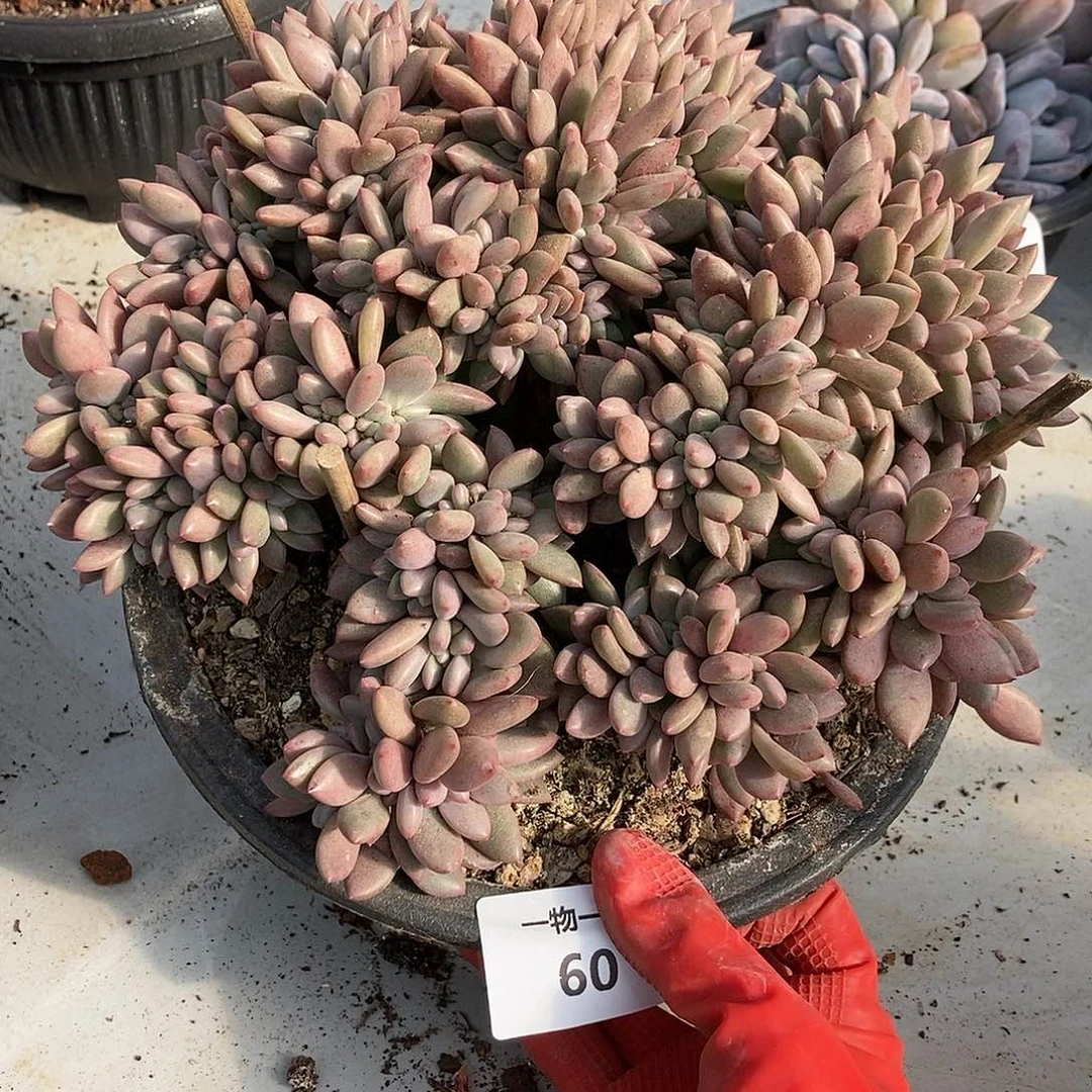 60 一物一拍多肉不退不换