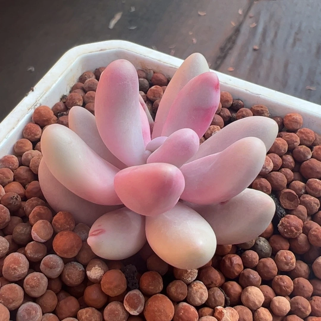 红手指锦，覆轮锦。