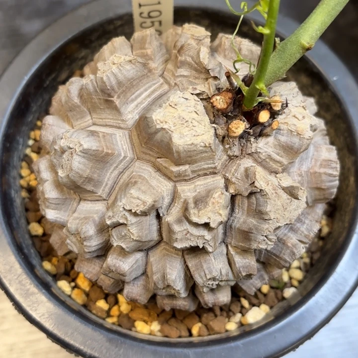 8号日系龟甲龙带盆包邮不退不换