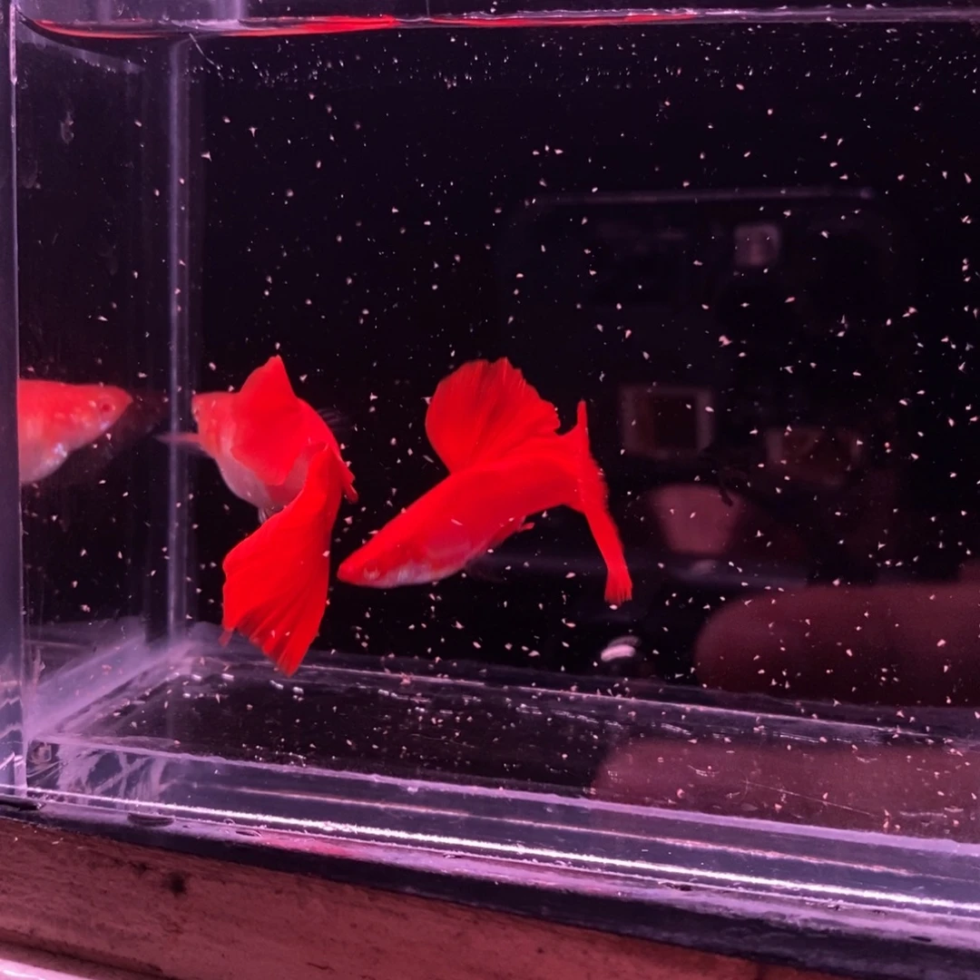 孔雀鱼极品血红一对