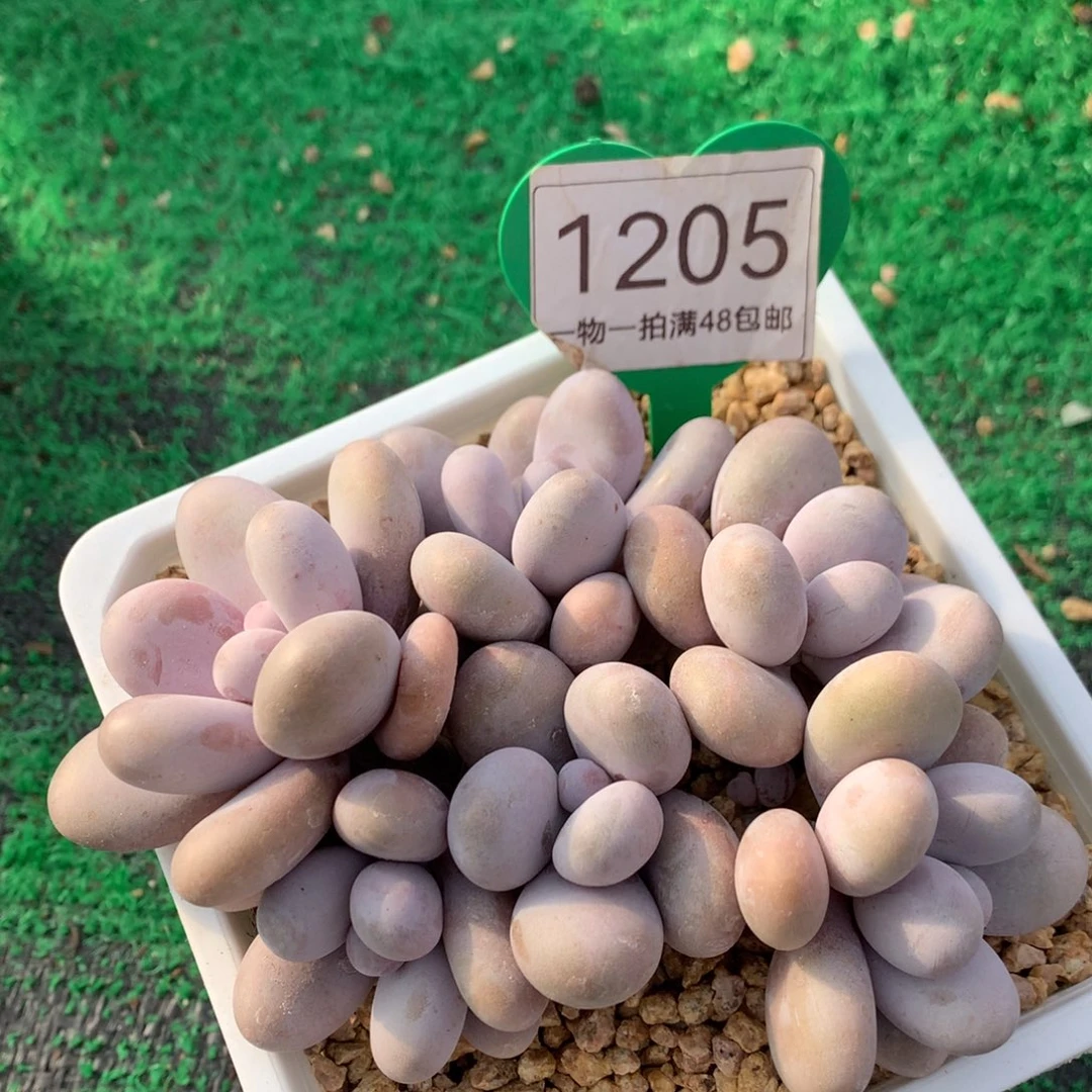 原始奶酪无砍平头1205