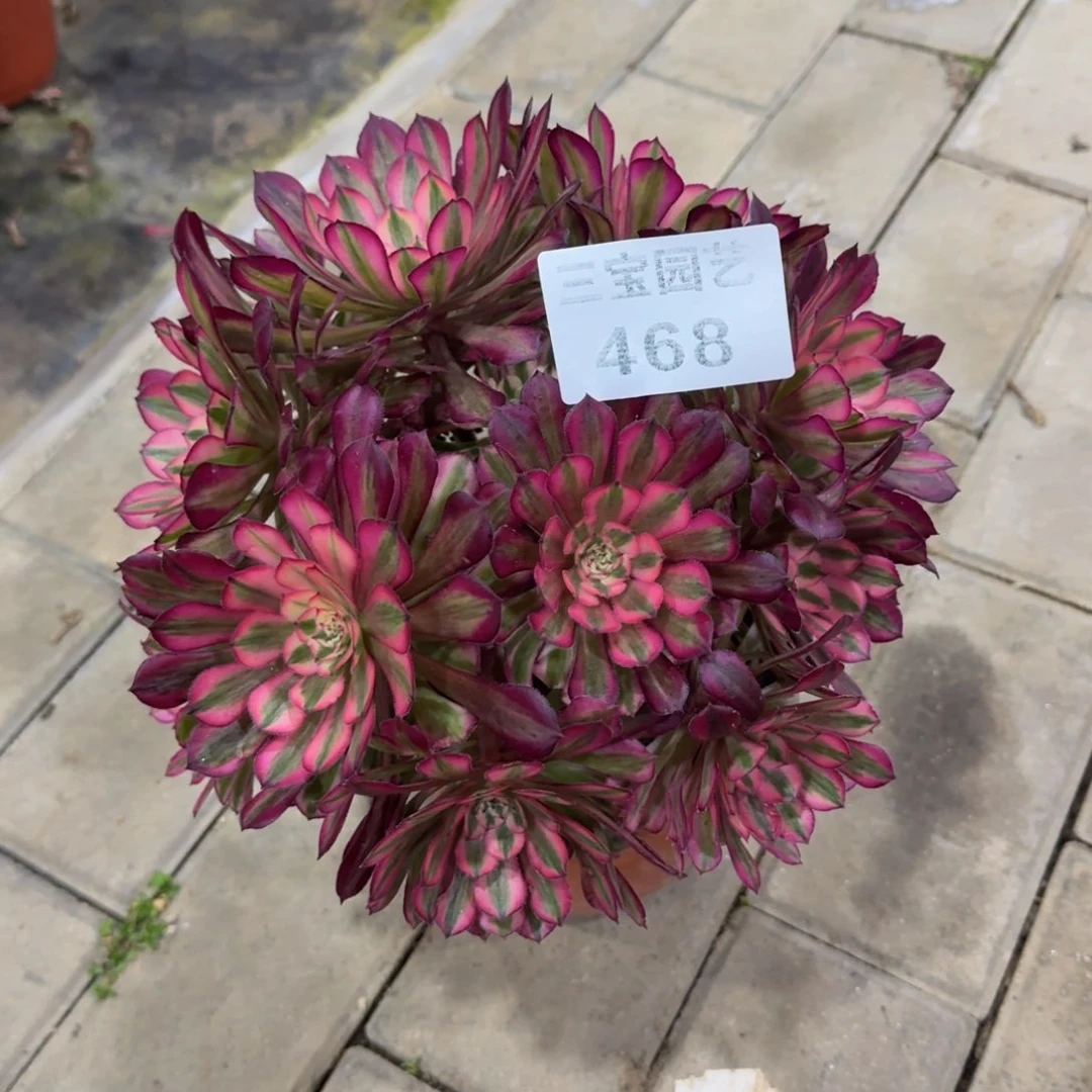 静*多肉植物468红桐柏