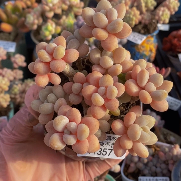 鱼子酱老桩9cm357多肉植物