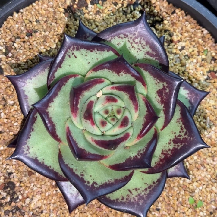 大宽圆1111111111111