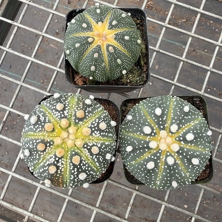 遥***你实生兜组合3颗仙人球