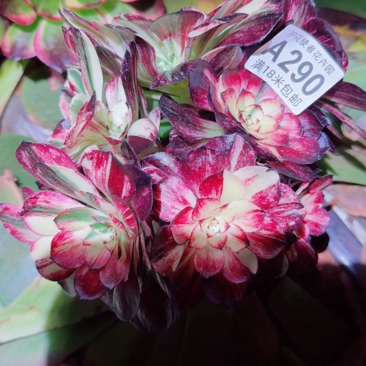 多肉法师伯爵朵朵