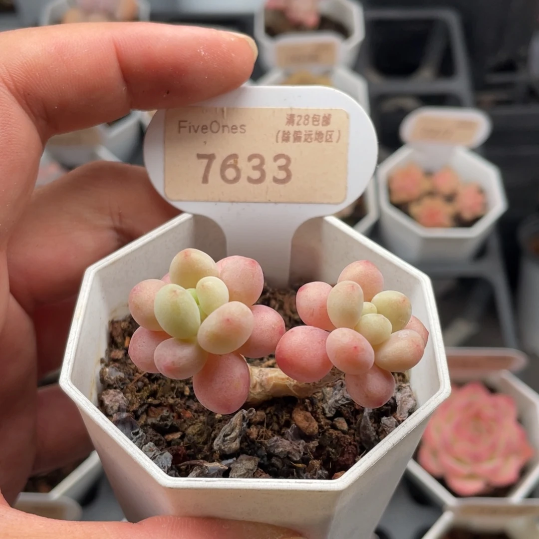 鱼子酱7633-5厘米