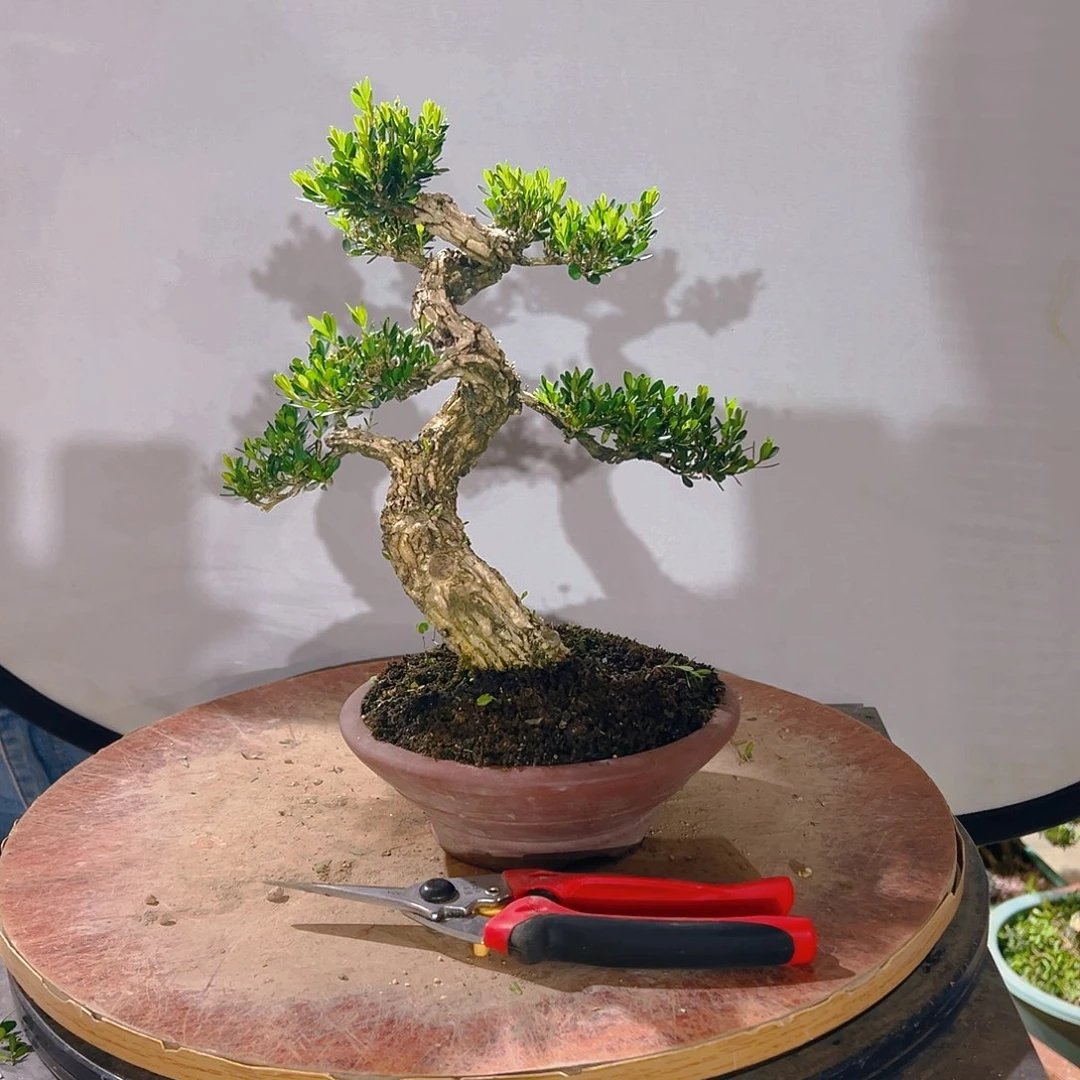 无花朵广东雀舌皱皮黄杨盆景