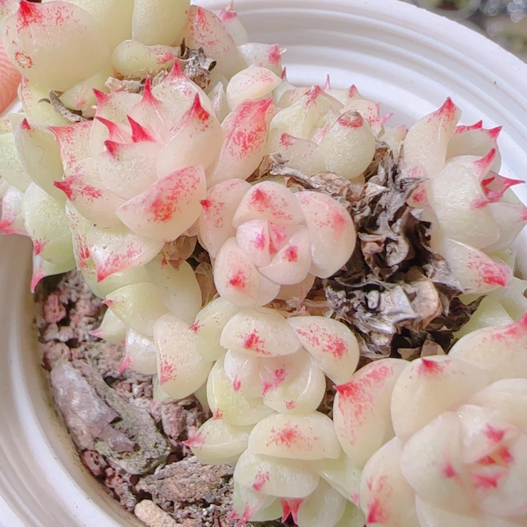 花语逸镜1104-459散