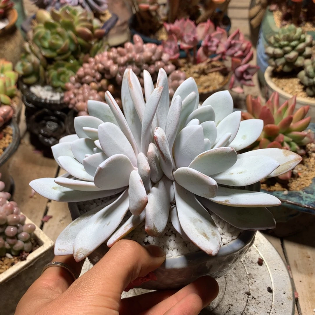 雪莲多肉植物mduyin