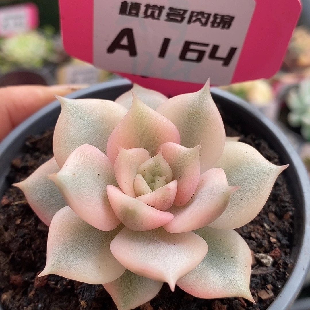 164贝加尔湖哈哈哈哈哈