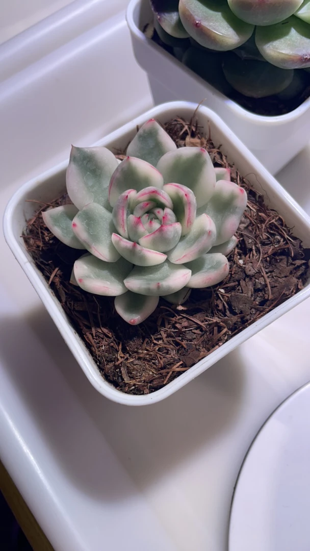 阿斯娜多肉锦盆栽花卉