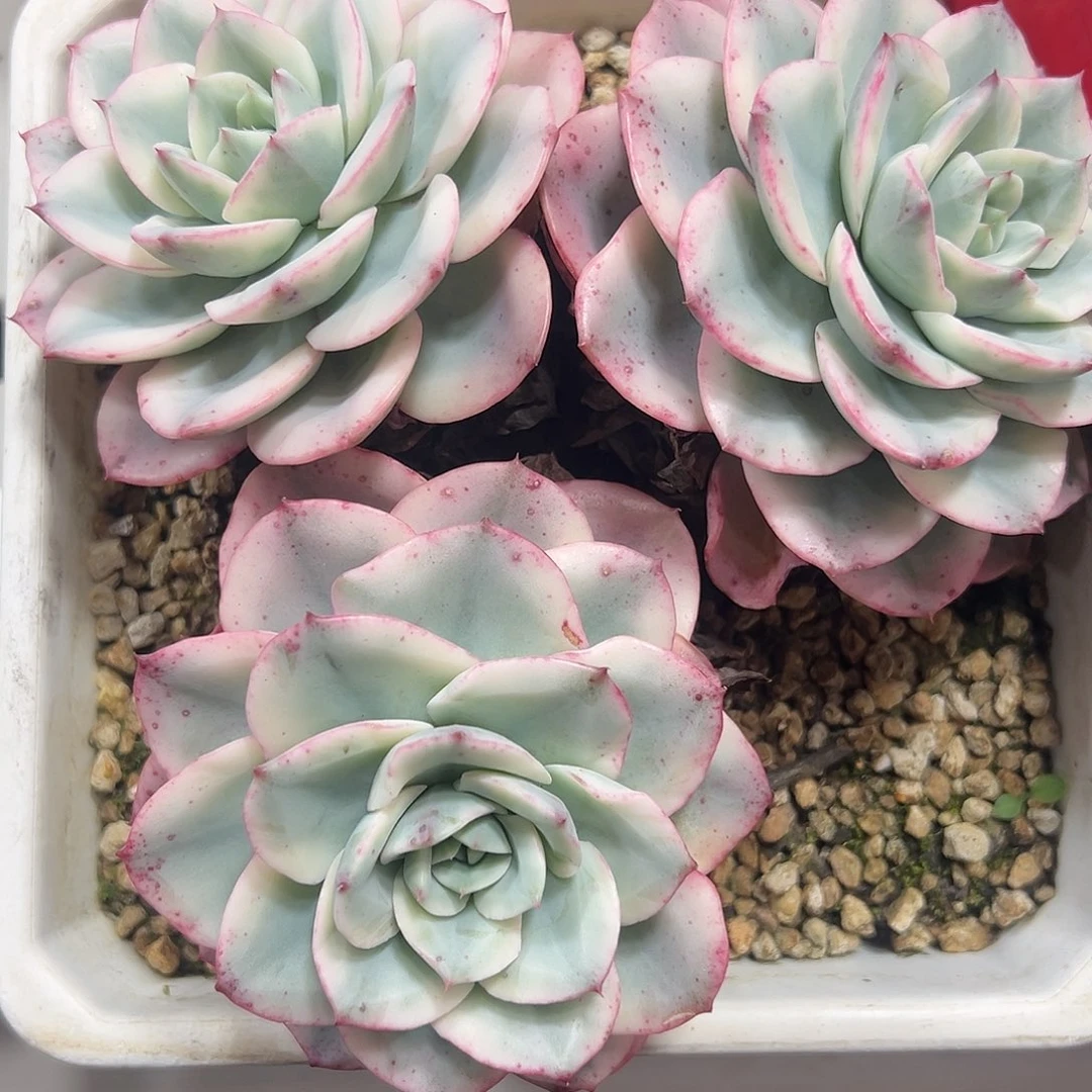 奶油黄桃锦群多肉植物