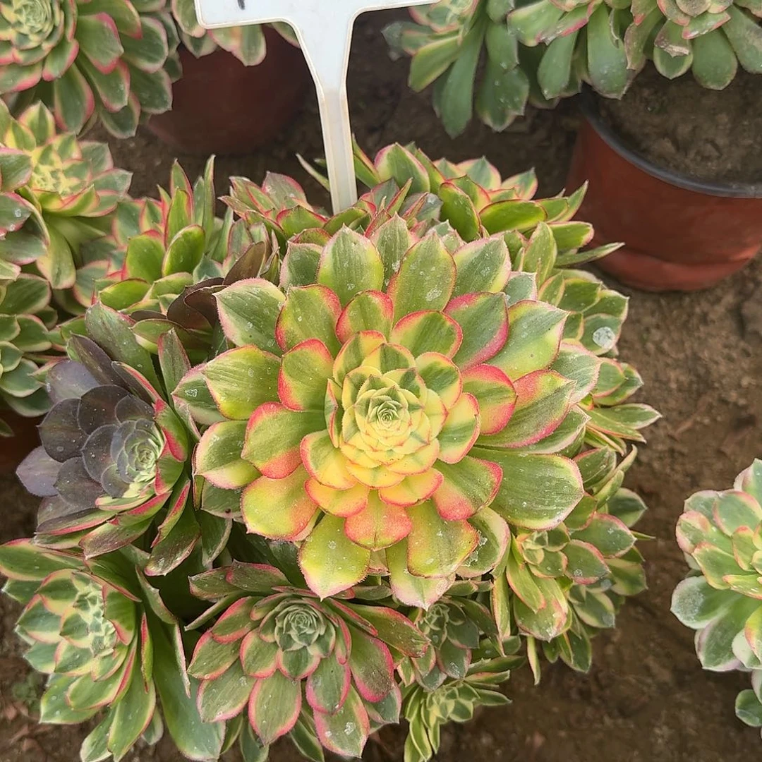 4-116海仙多肉法师多肉