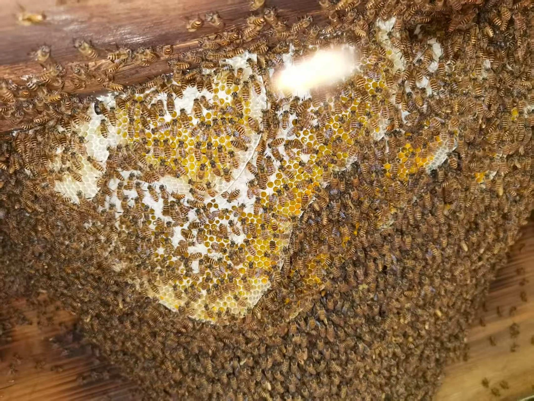 贵州高山土养蜜蜂百花蜜