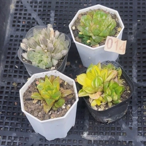 014雨露锦如图东北不拍货