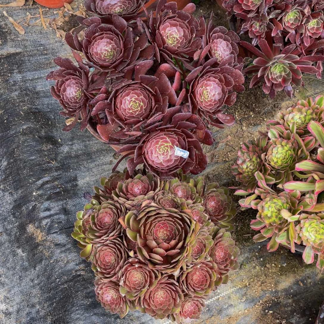 齐***傅不包断枝43鲜花老桩