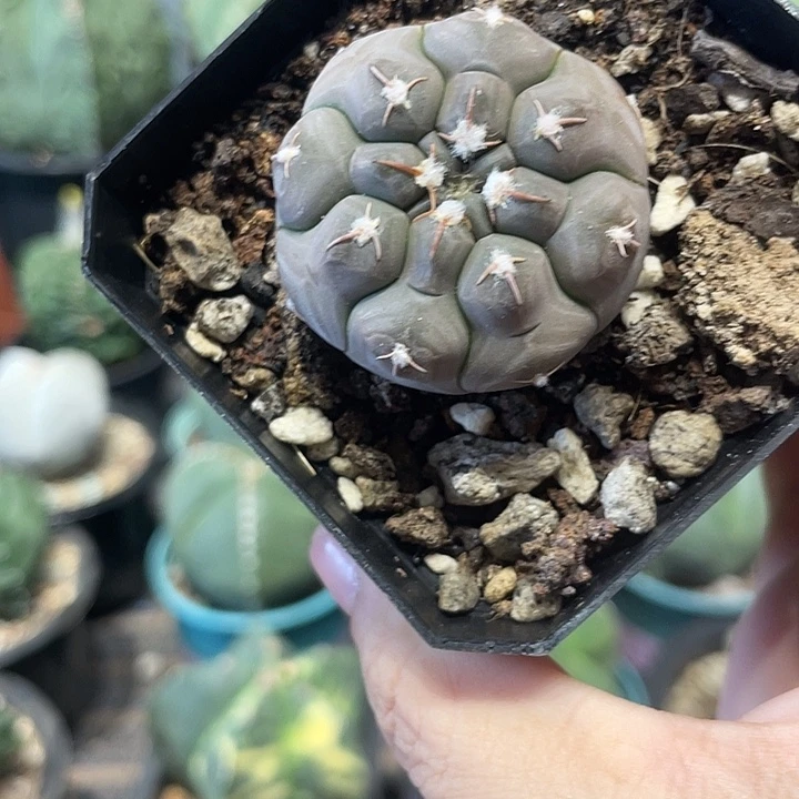 实生铅皮仙人球一颗