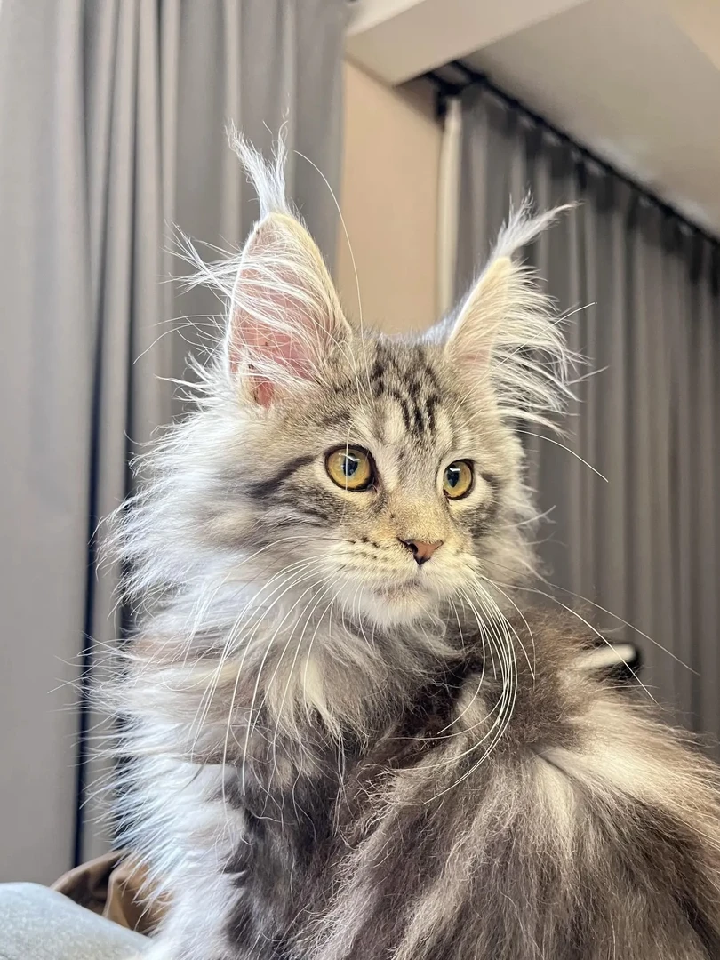 缅因猫高品质选择