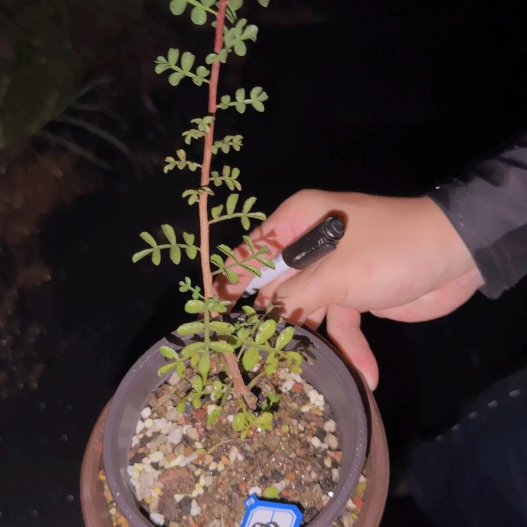 纯***M块根植物块根植物