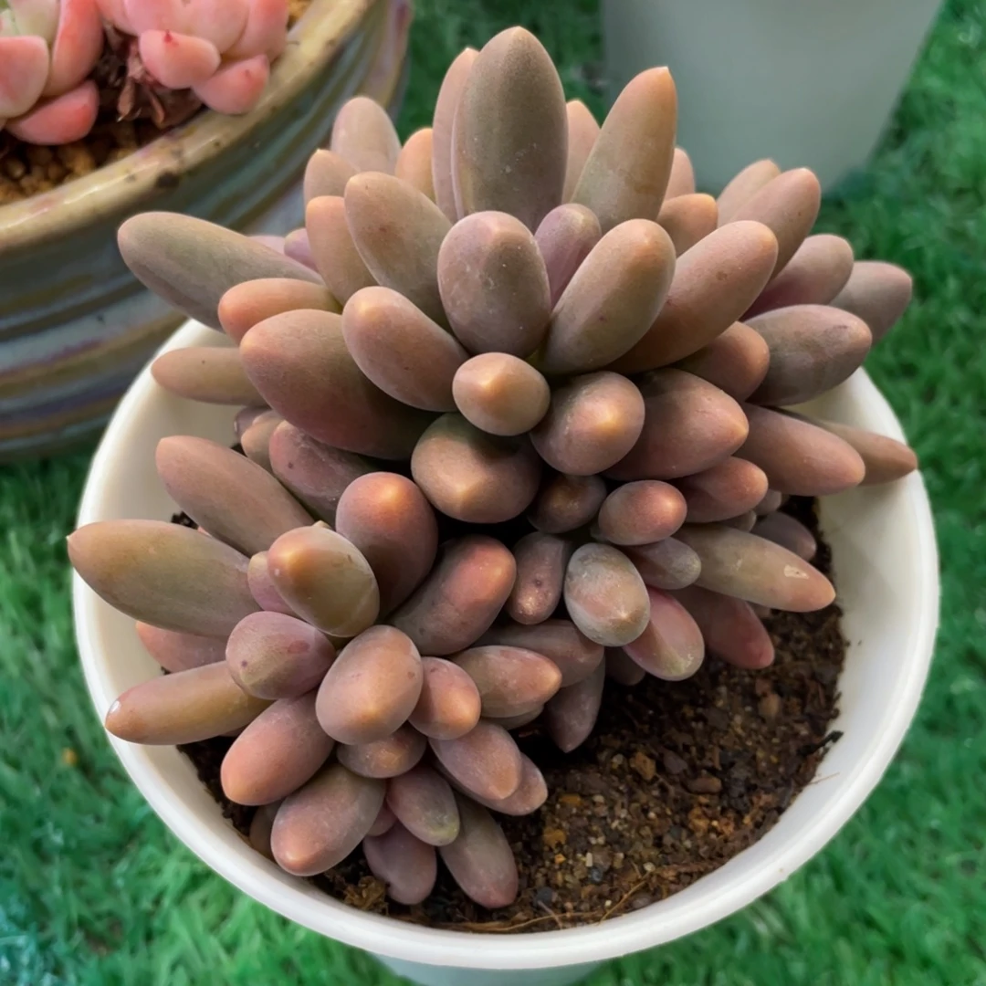 糖果美人多肉植物盆栽