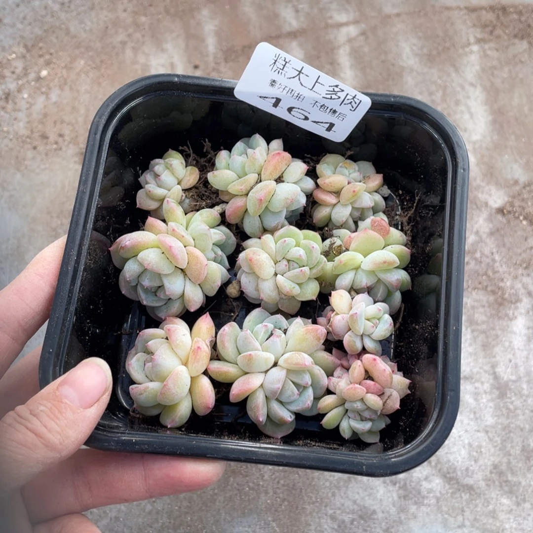 糕大上多肉植物464