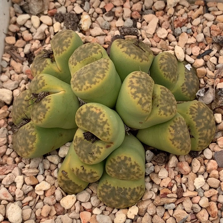 精品多肉植物精品多肉