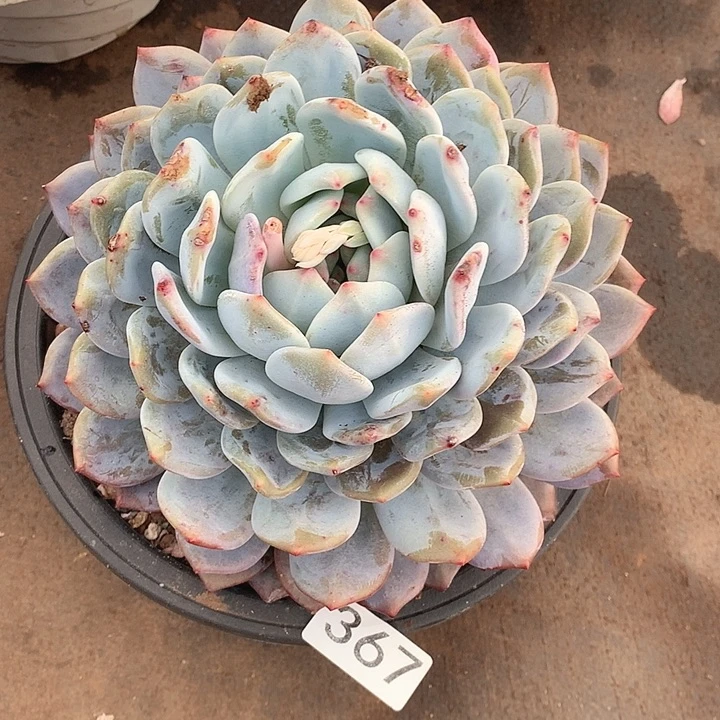 367橙子一物一拍多肉