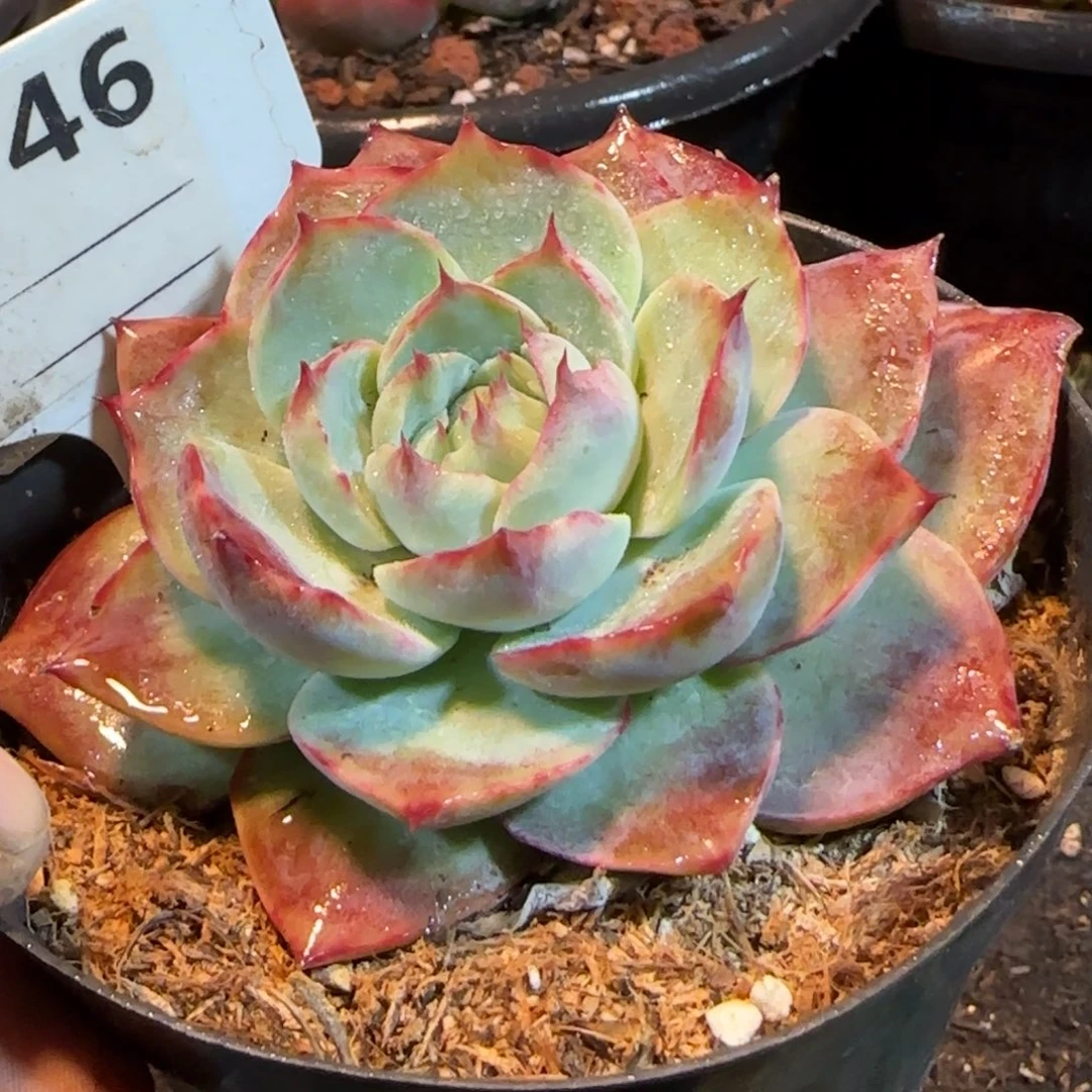 惊鸿一物一拍包装收缩花旱746