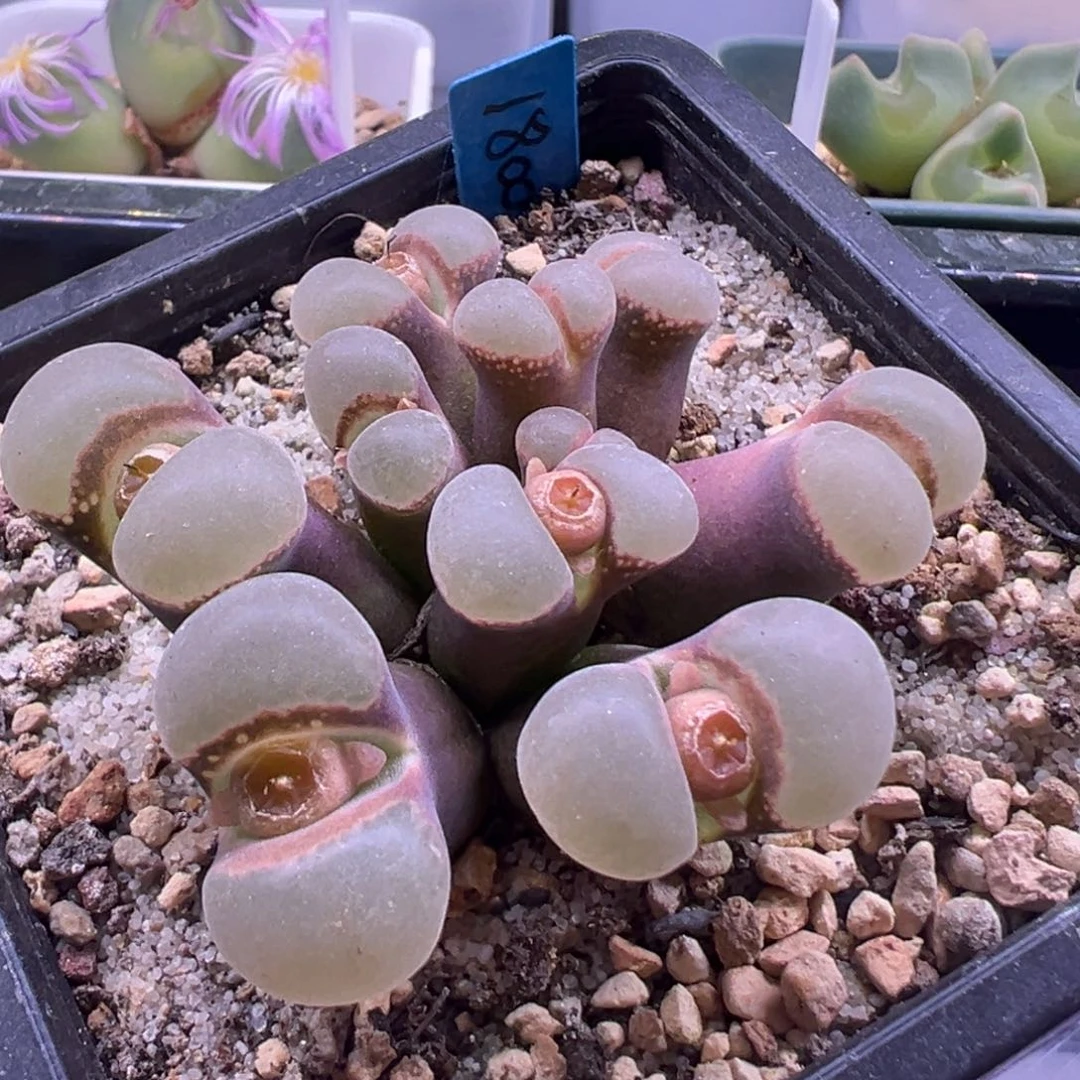 老板的  偷偷卖 肉锥植物