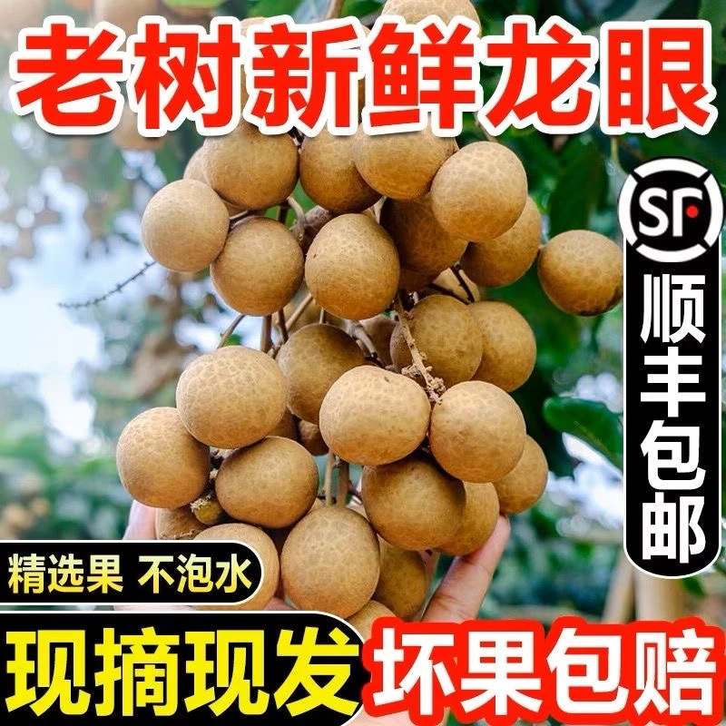 顺丰冷链广东高州石硖龙眼新鲜现摘当季水果清甜多汁肉厚饱满10斤