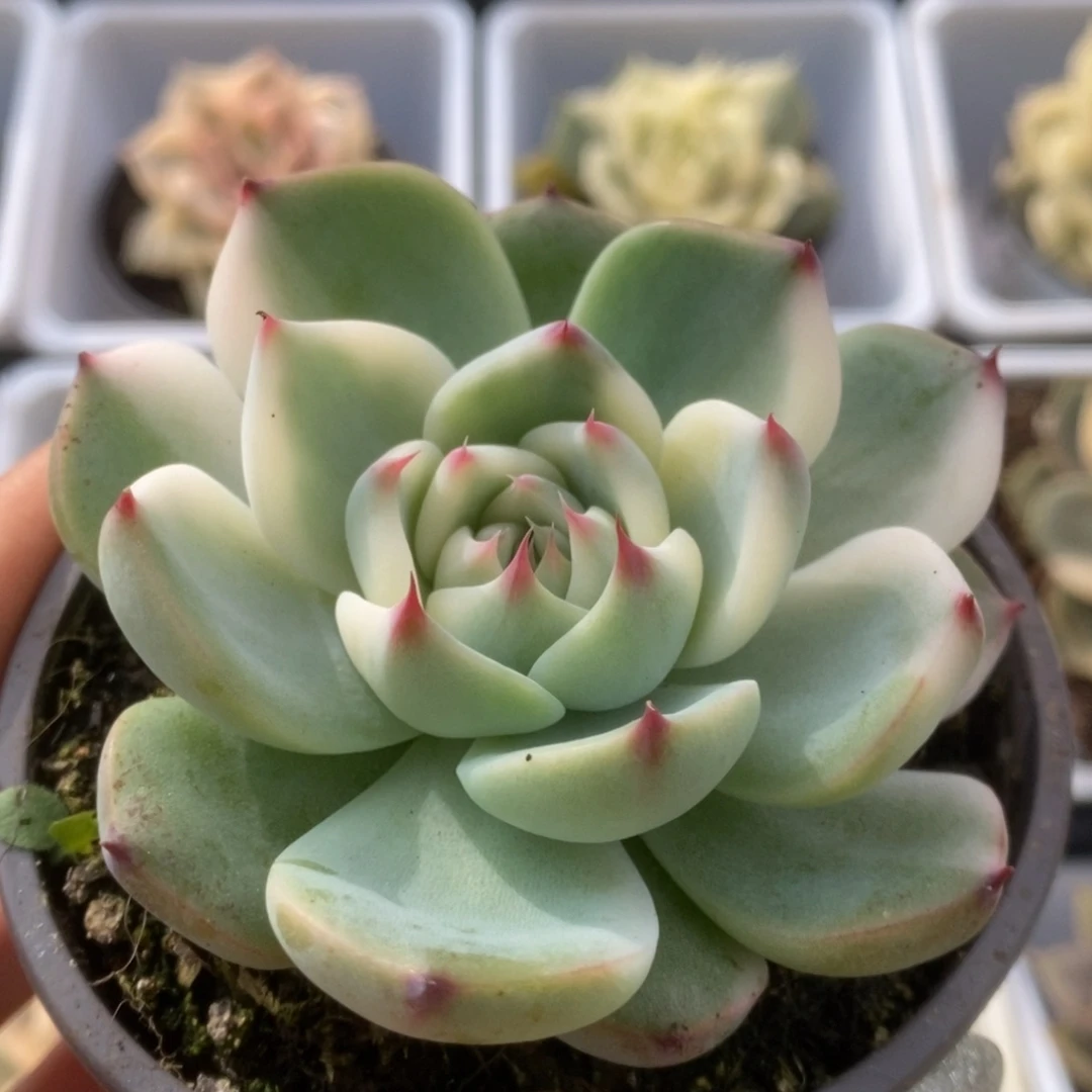 070锦锦锦锦锦锦锦