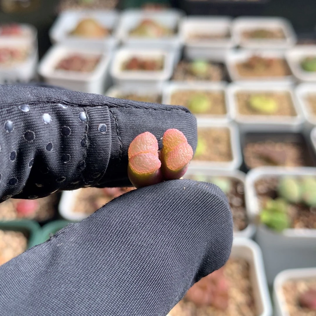 阿756粉樱风铃母本