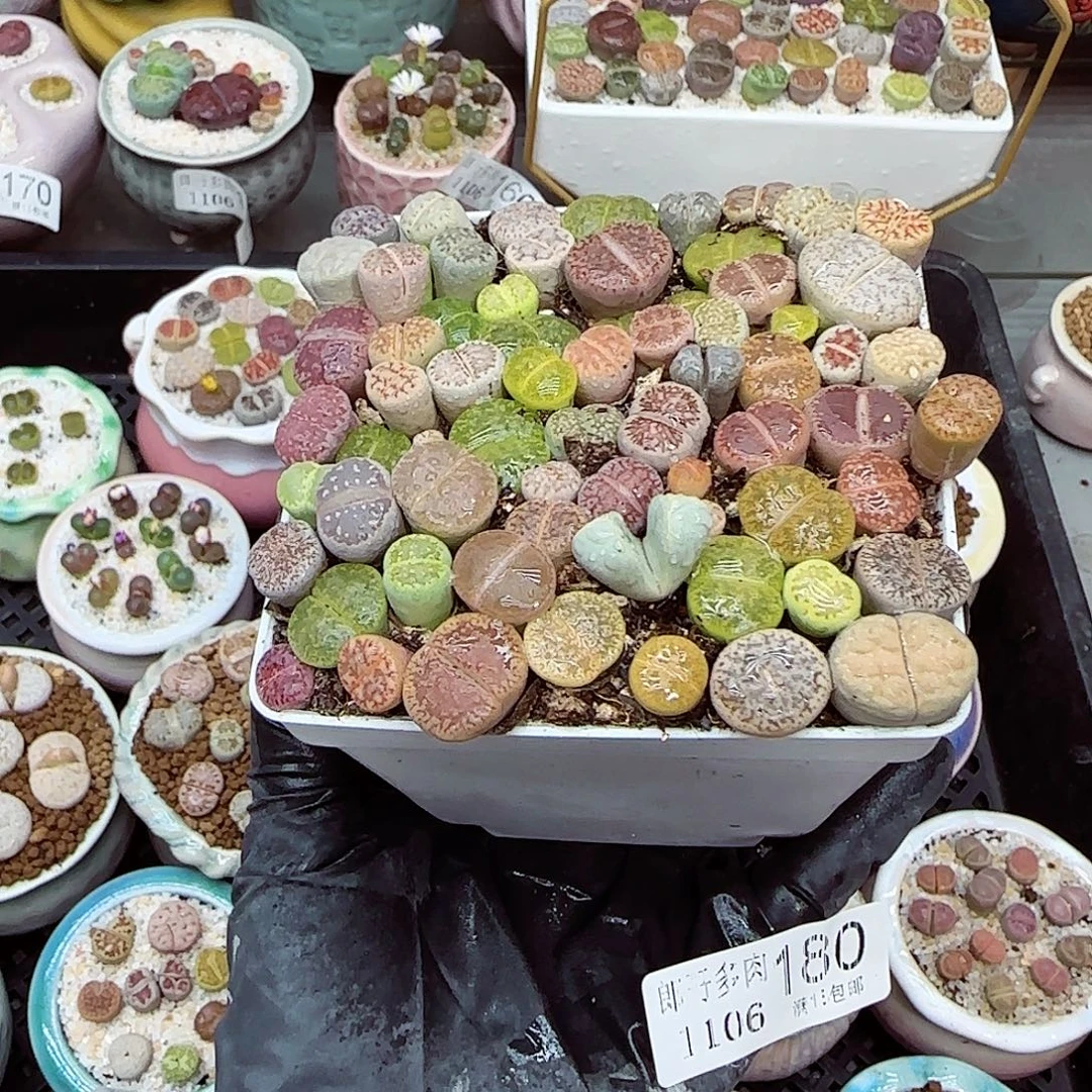 生石花满18包邮1106-180