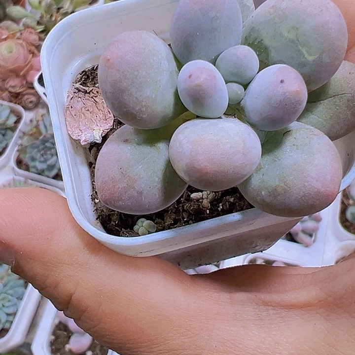 白盆汤圆19包邮多肉