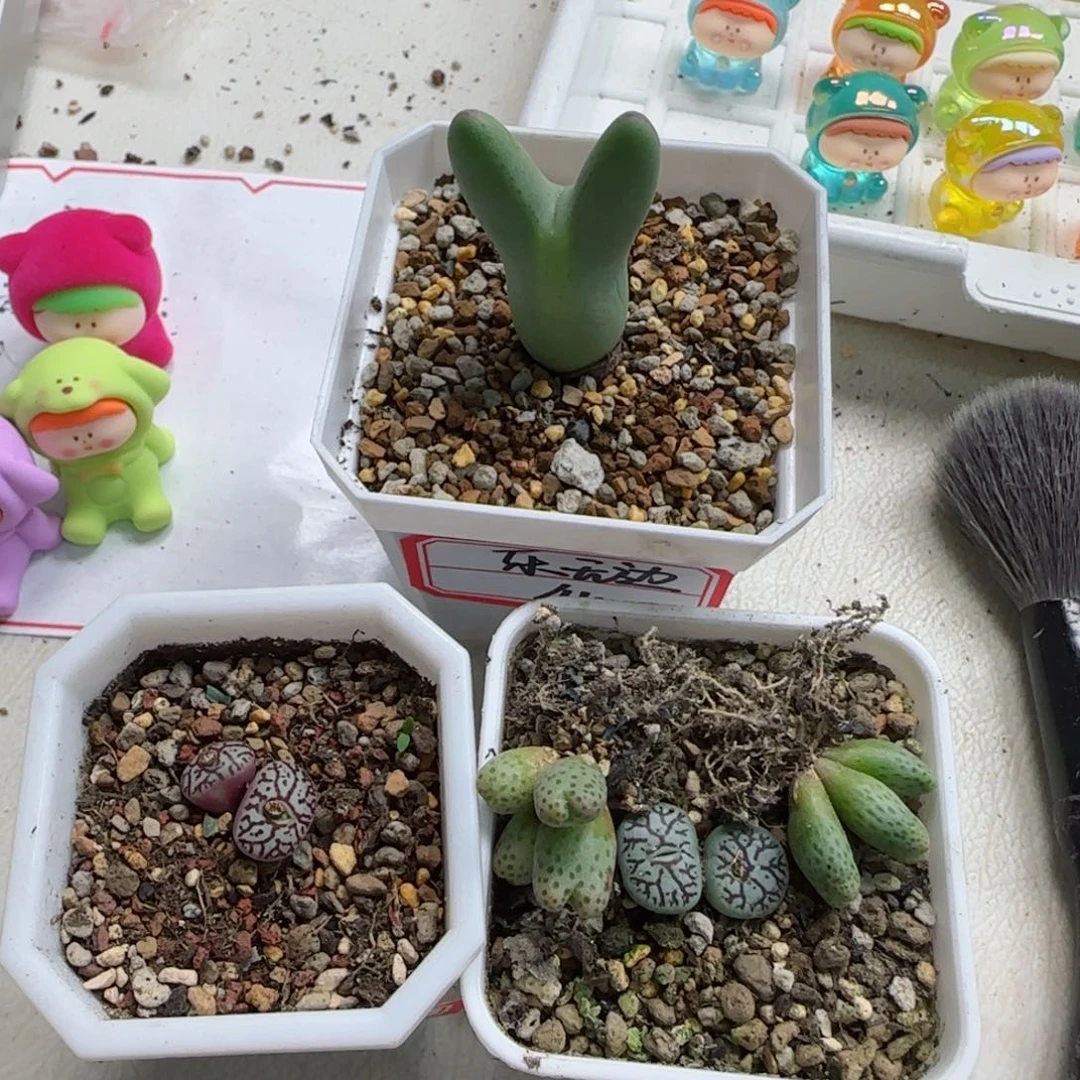 乐*边2-5-全场8.8折满58包邮脱土