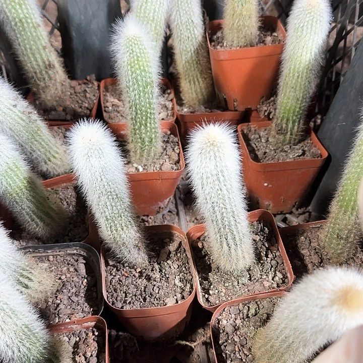 银衣柱1111111111111