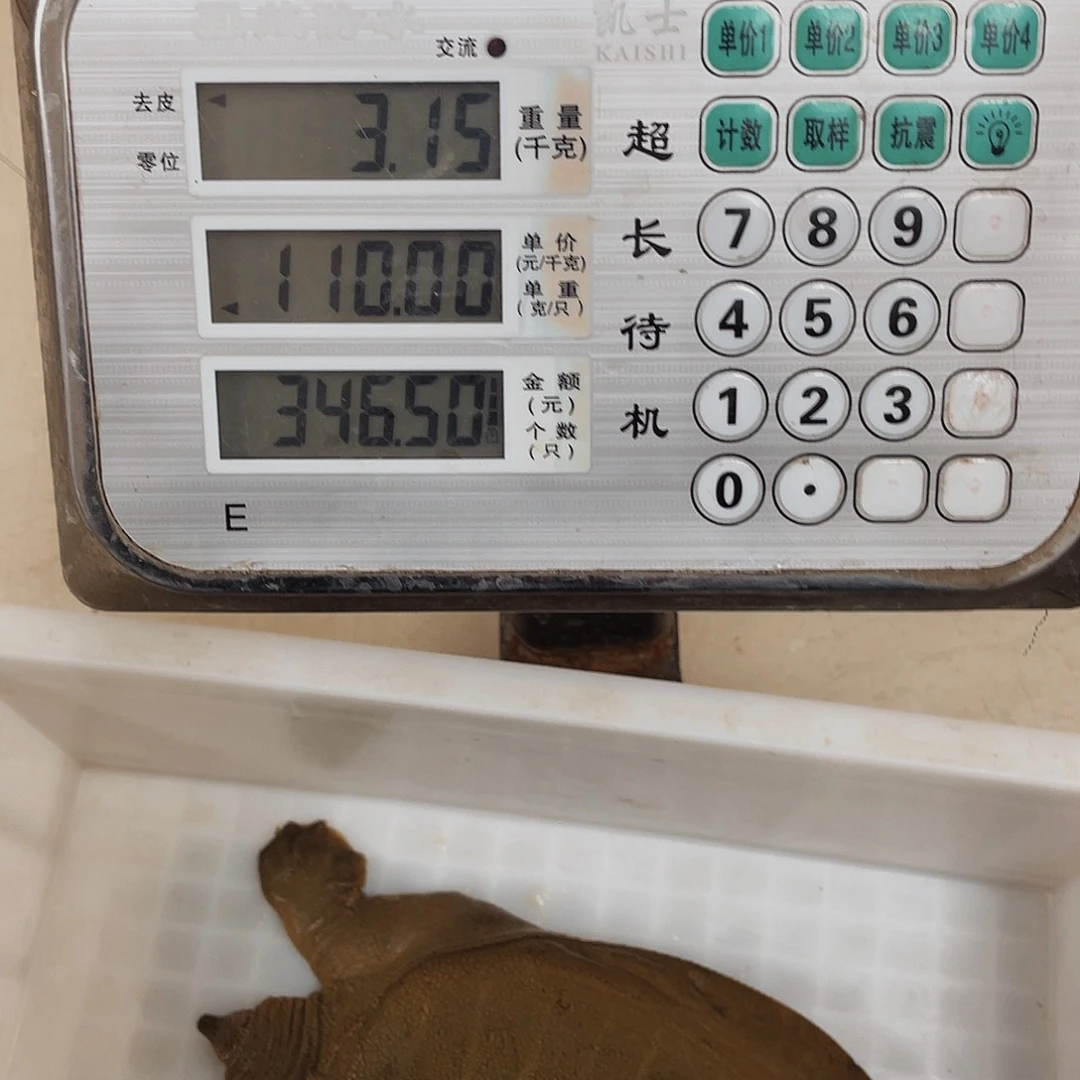 中国大陆野生甲鱼包邮包活