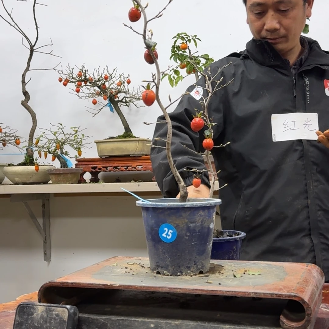 夜***来无花朵25顺丰到付不包邮