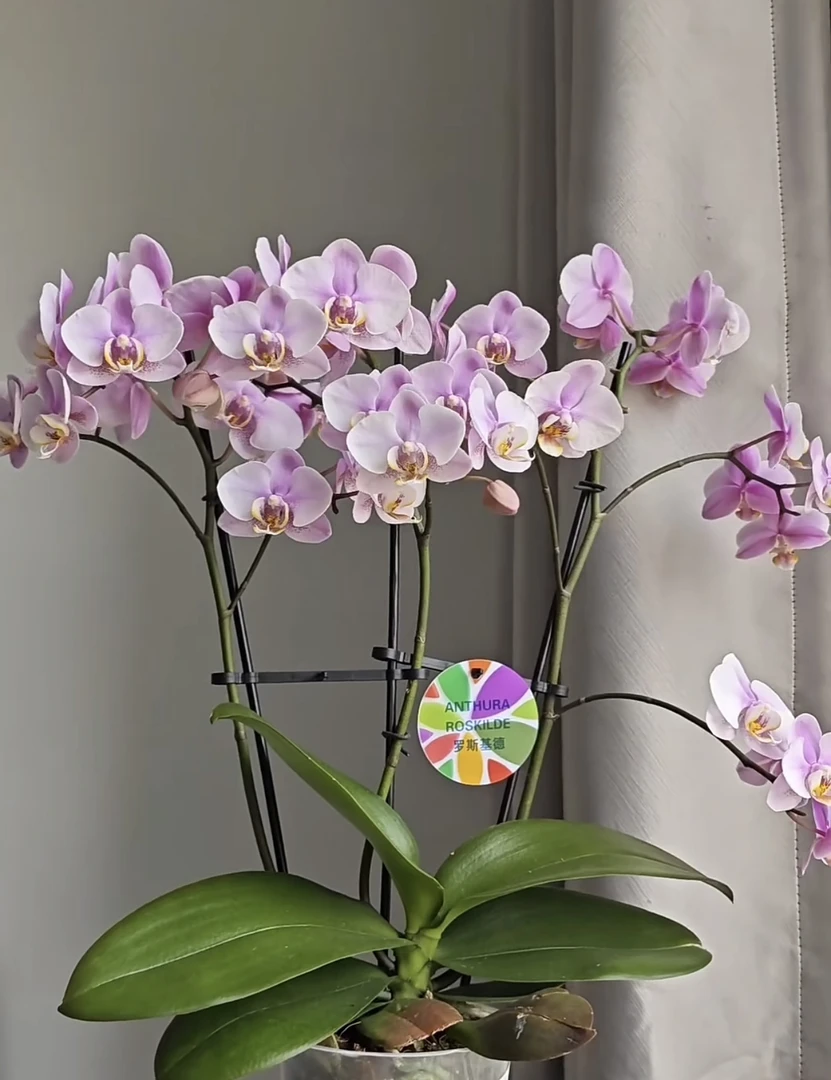 荷兰安祖【罗斯基勒】蝴蝶兰粉色桌面系室内盆栽带花带花苞