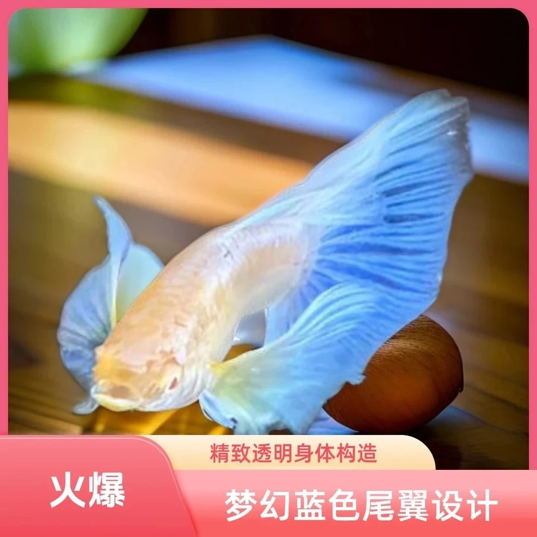 蓝白飞船亚成(三公三母)