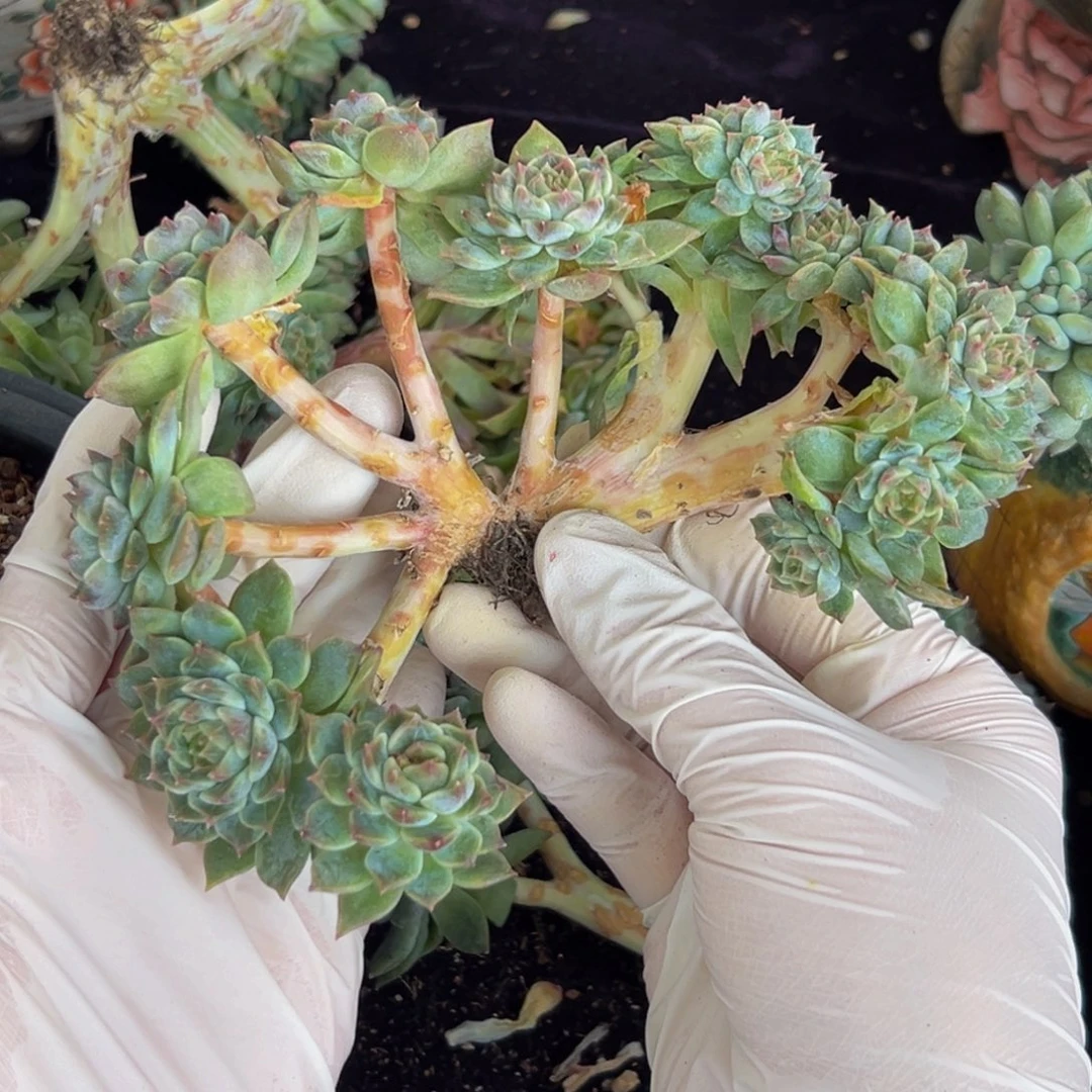 成***长新年快乐 新年快乐 新年快乐