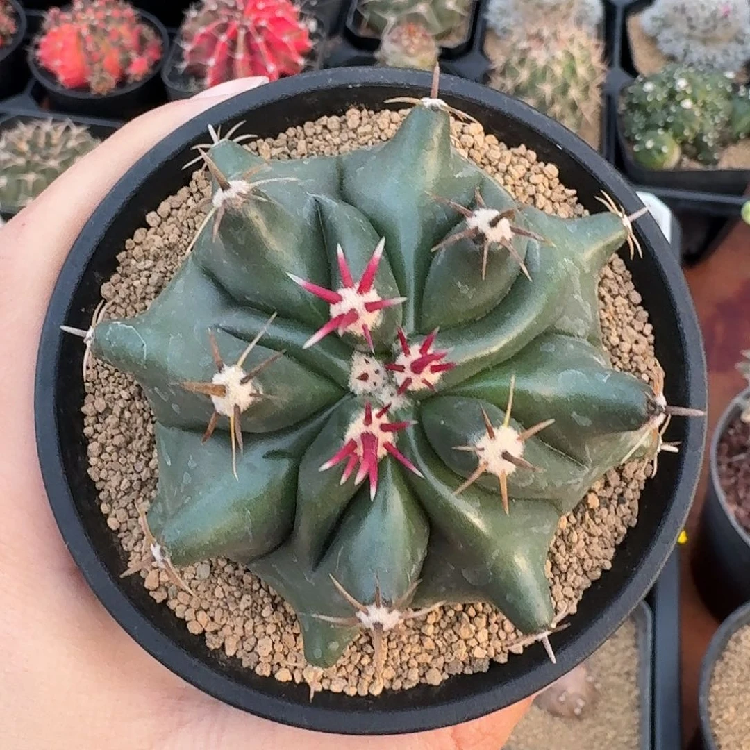 短豪刺巨鹫玉仙人球