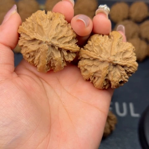 桃核吊坠秦岭山脉野生植物