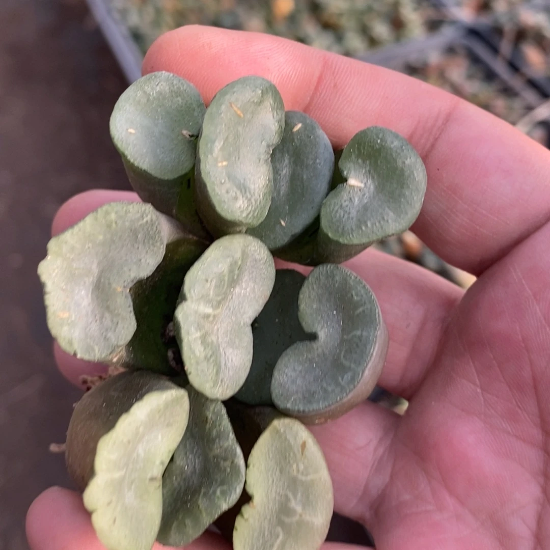 910 一颗大久保蓝镜玉扇 铭品