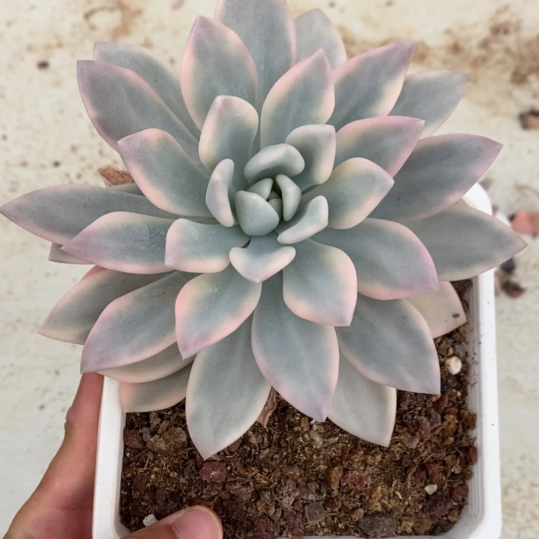 奥普锦多肉植物7556