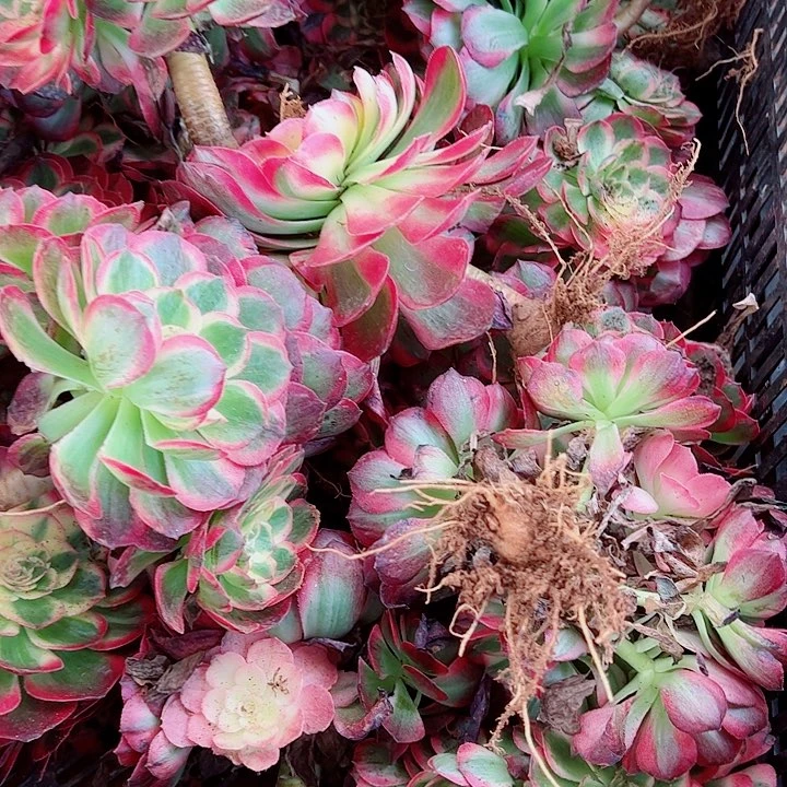 外粉玉芙蓉多肉植