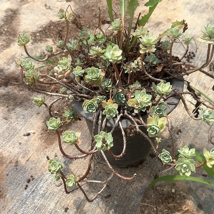 @****录薄化妆福利出不售后