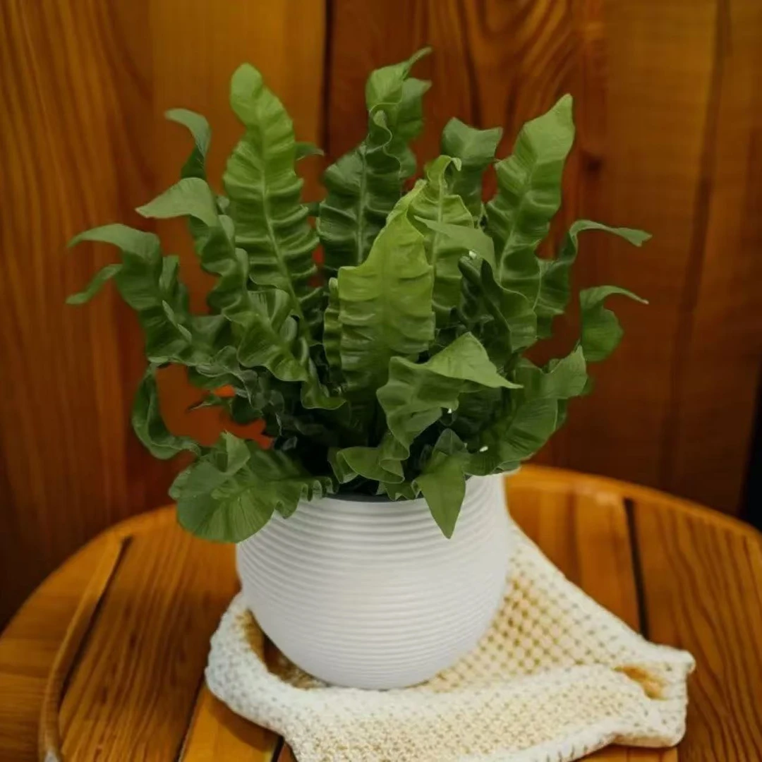 火焰鸟巢蕨盆栽植物室内净化空气办公室好养客厅花卉ins网红植物